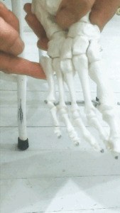 過重がかかると足が硬くなるメカニズムを説明する画像