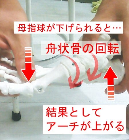 足は過重がかかると潰れるのではなく閉まる様子を説明する画像