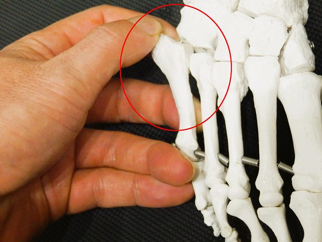 足の外側にある骨の画像