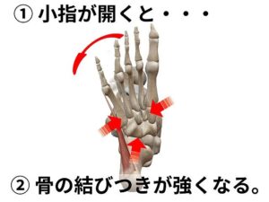 小指外転筋