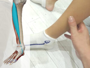 走るときの前脛骨筋(ぜんけいこつきん) 前脛骨筋