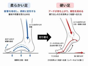 足部剛性とは|足が柔らかさと硬さを切り替える仕組み 周期